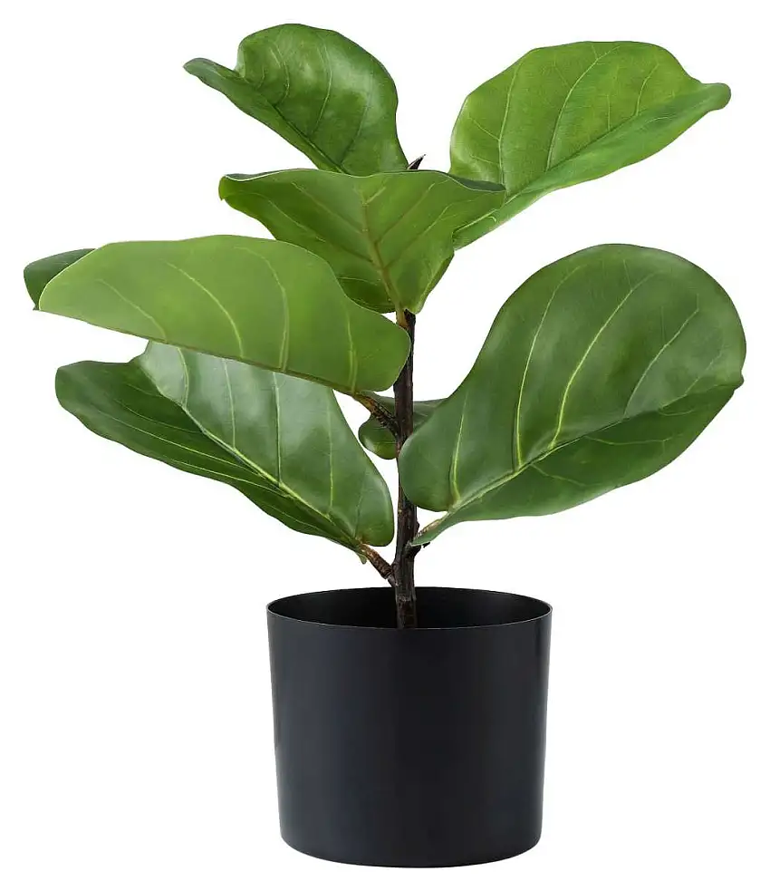Kunstpflanze FICUS LYRATA