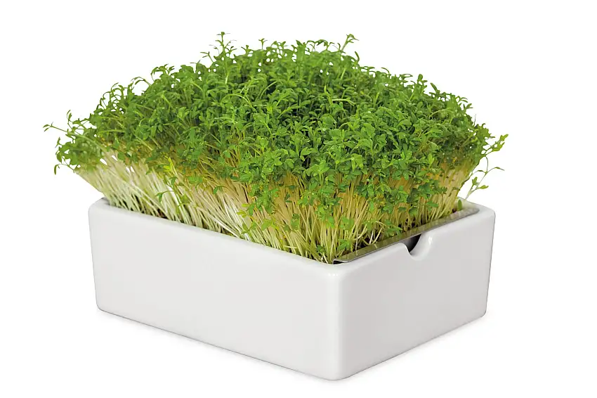 Anzuchtset Microgreens