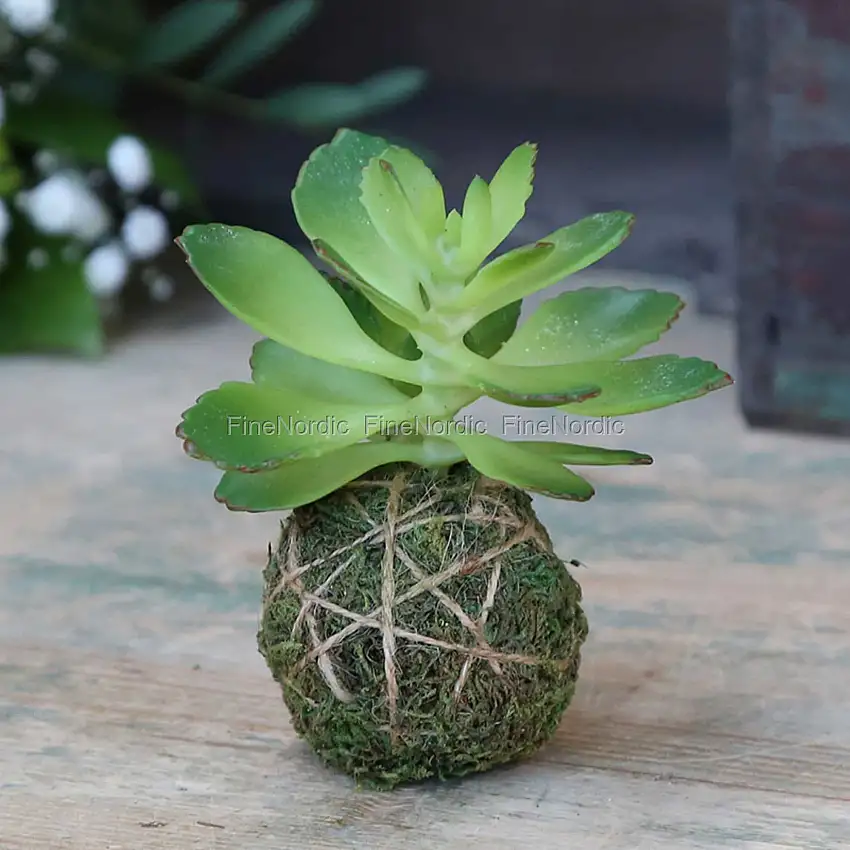 Chic Antique Fleur Sukkulente mit Moos Ball Grün